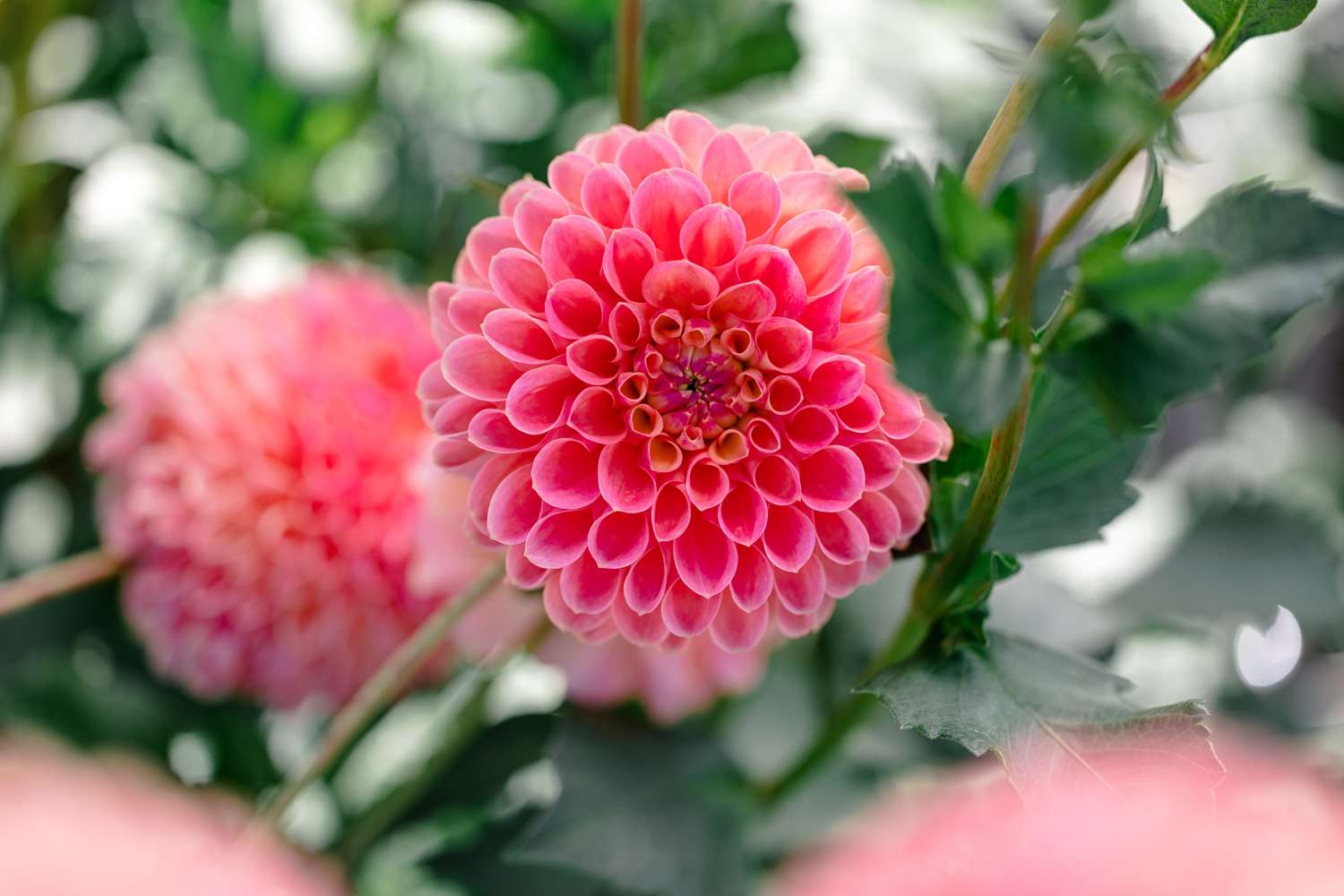 Daalia 'Jowey Winnie'